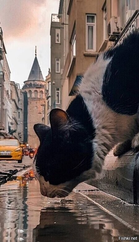 Солянка