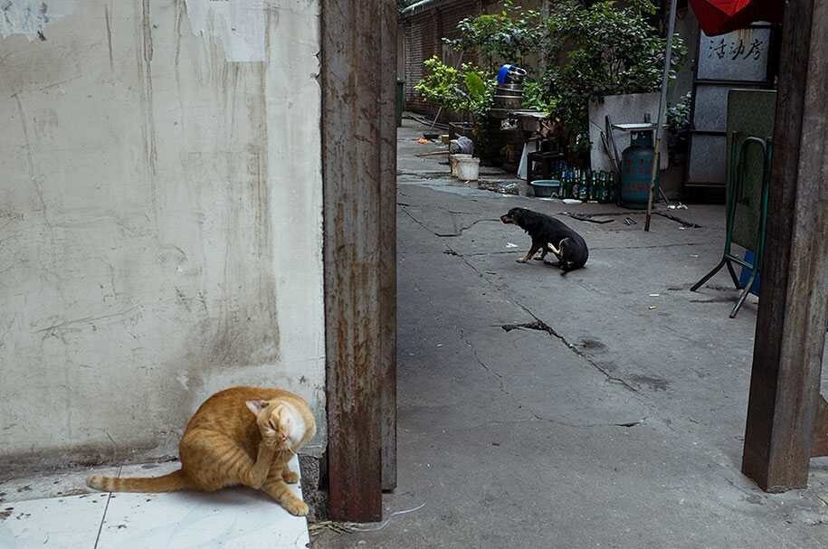 Фотохудожник Тао Лю