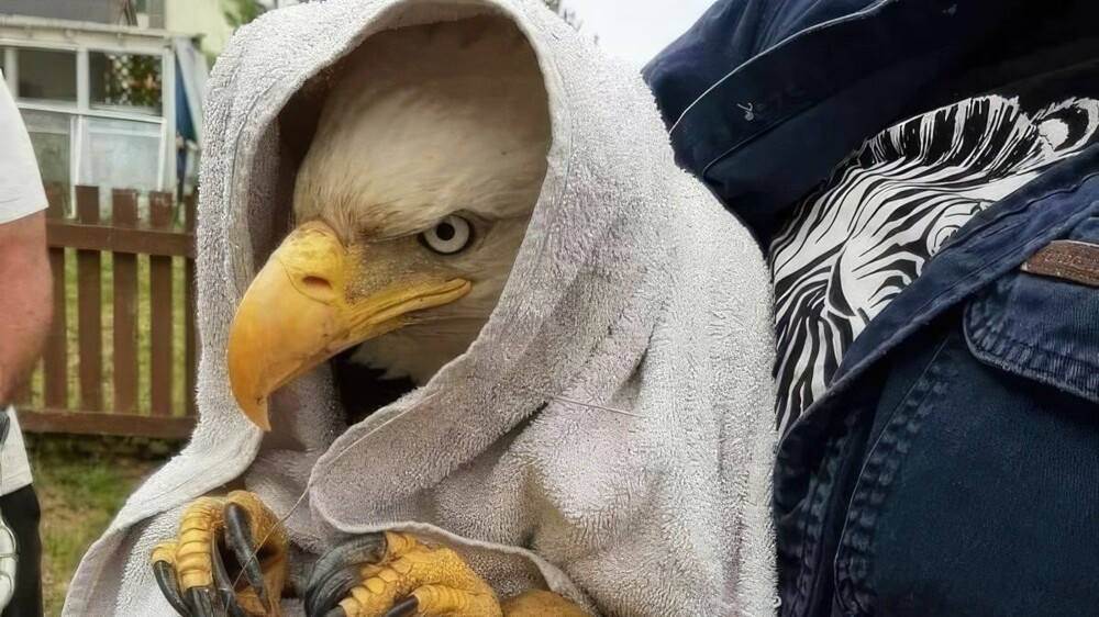 На общую тему 
