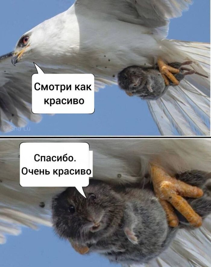 Не ищите здесь смысл. Здесь в основном маразм