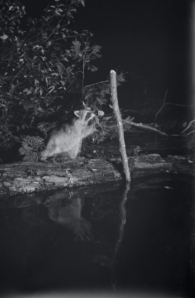 Енот в районе Верхнего озера, Мичиган, 1903. Фотограф Джордж Ширас