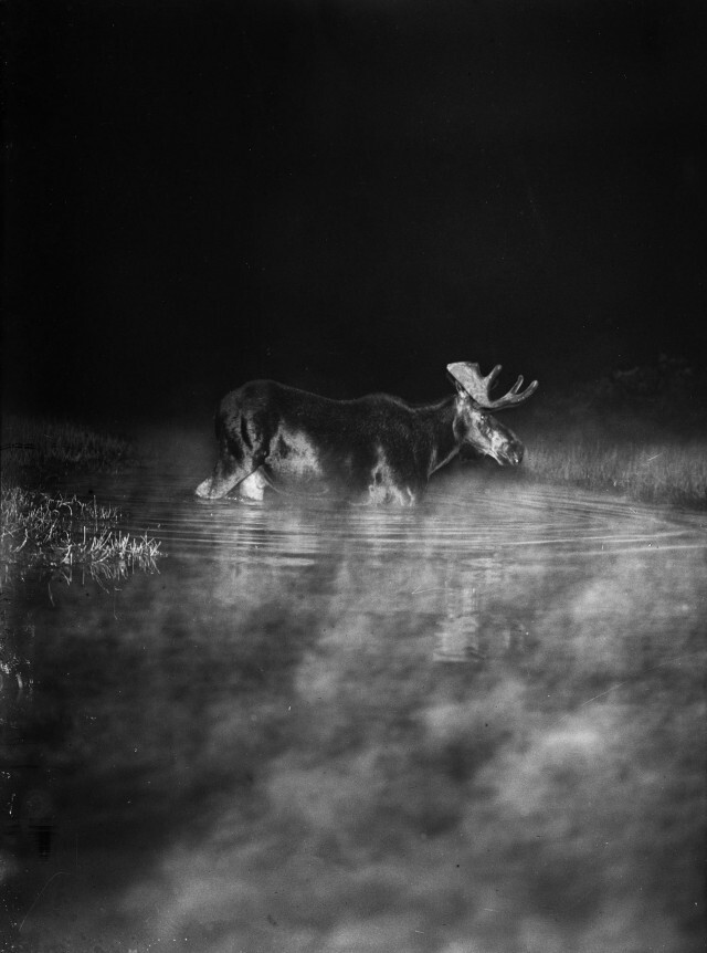 Лось в тумане, Миннесота, 1909. Фотограф Джордж Ширас
