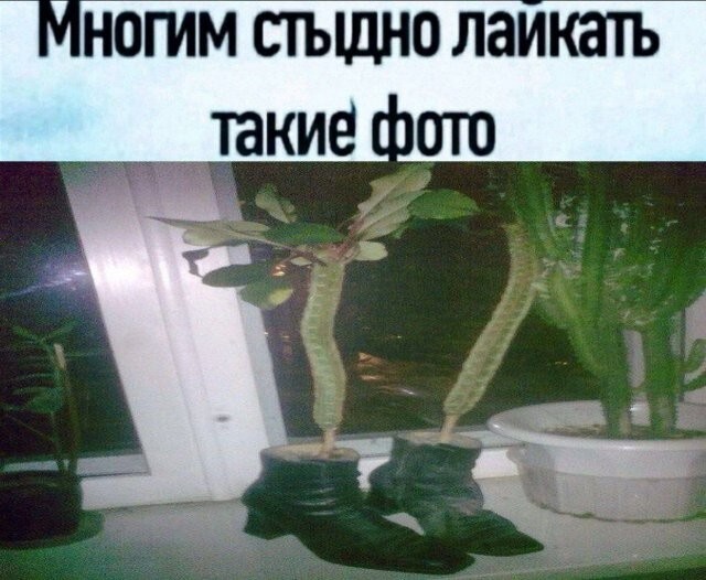 Скрины из соцсетей