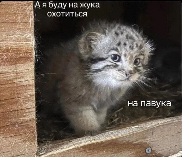 Не ищите здесь смысл. Здесь в основном маразм