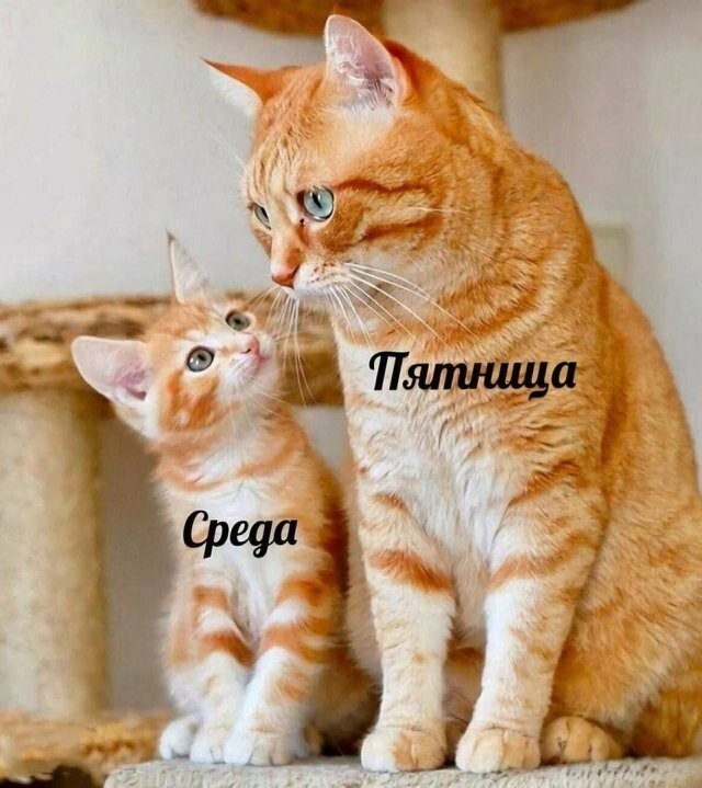 Скрины из соцсетей
