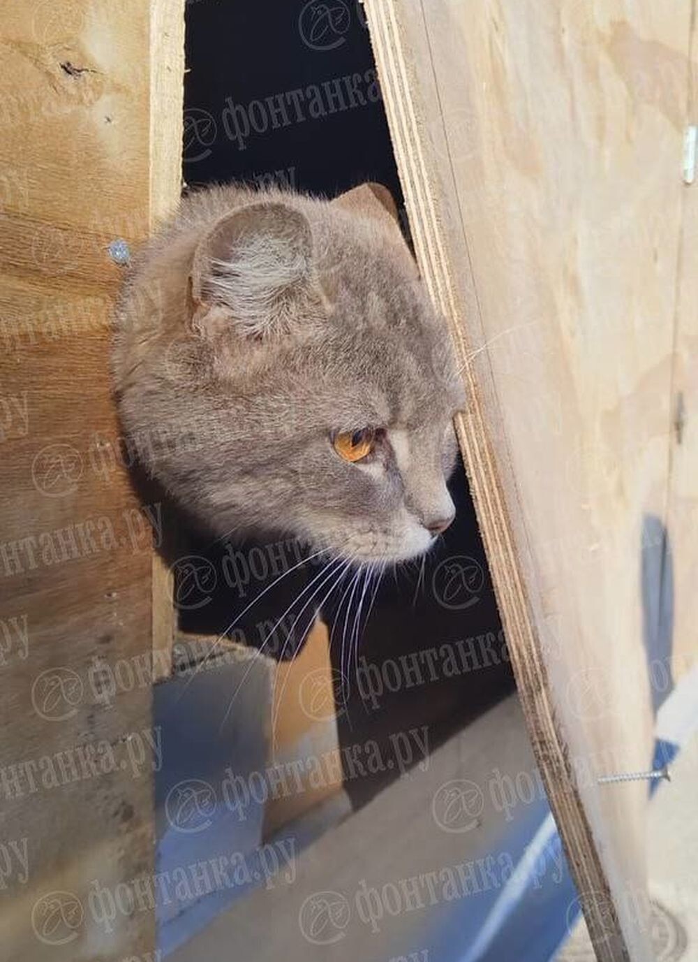 Кот просидел неделю без еды и воды в контейнере грузового судна