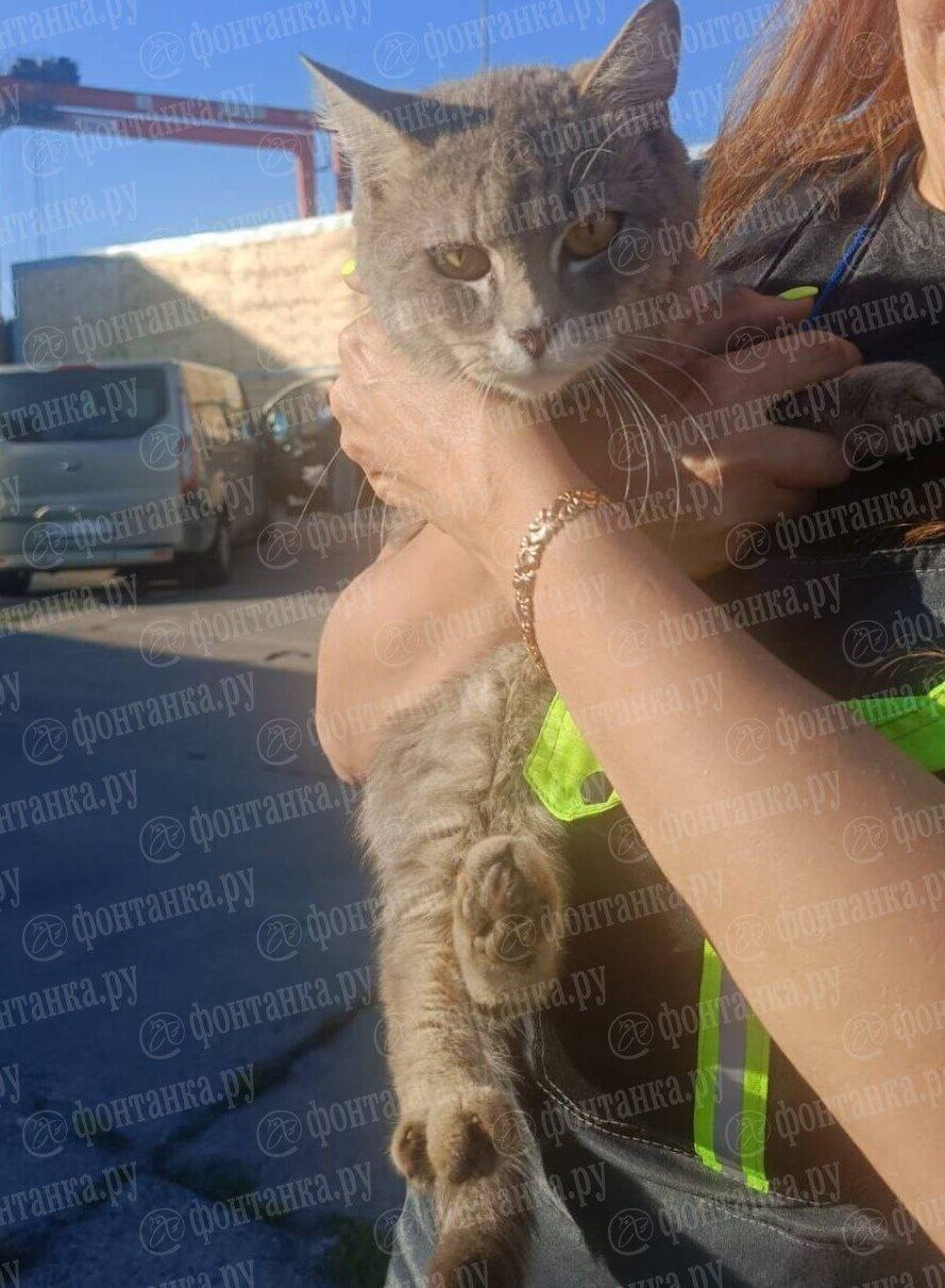 Кот просидел неделю без еды и воды в контейнере грузового судна