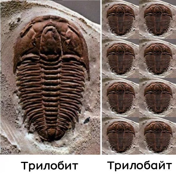 5. А четыре трилобита - это "Трилобитлз"