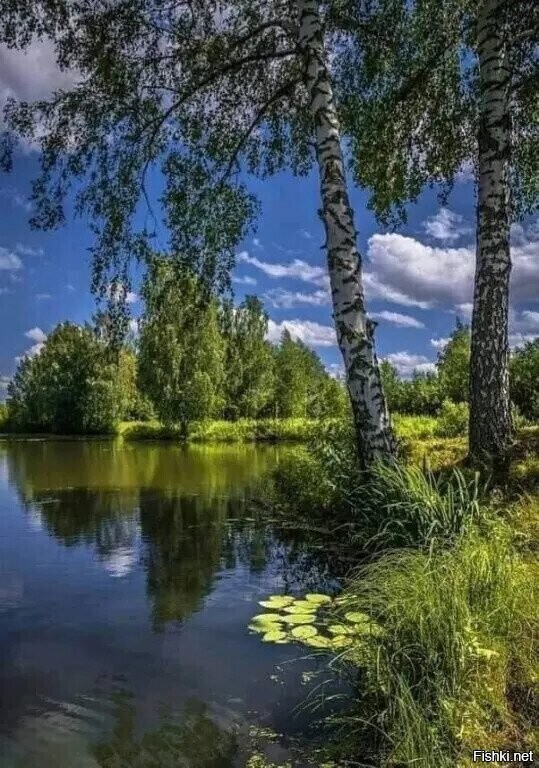 Солянка