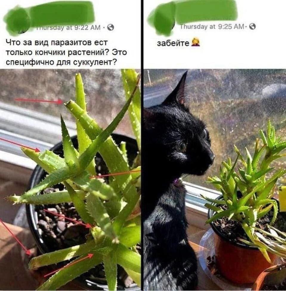 Смешные картинки