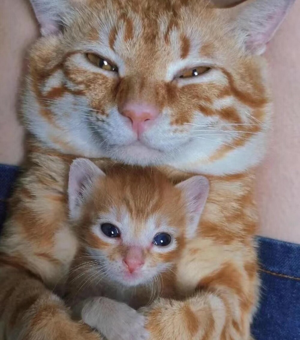 На общую тему 