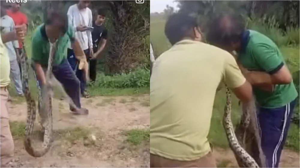 Нападение крупной змеи на мужчину попало на видео