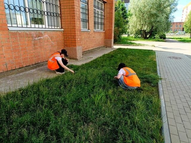 В Ярославской области школьников заставили стричь газон канцелярскими ножницами