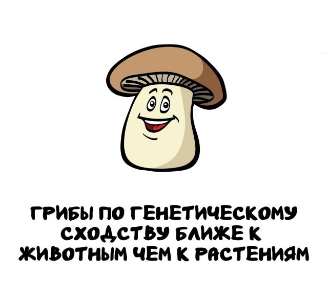 А вдруг ты не знал…