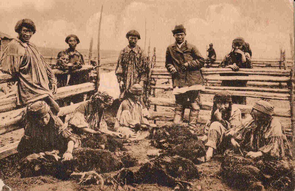 Минусинскiе инородцы. Качинцы. Стрижка овец
