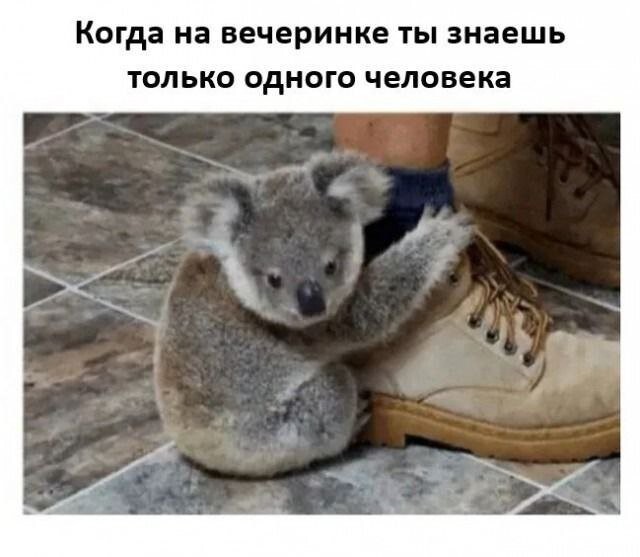 Скрины из соцсетей