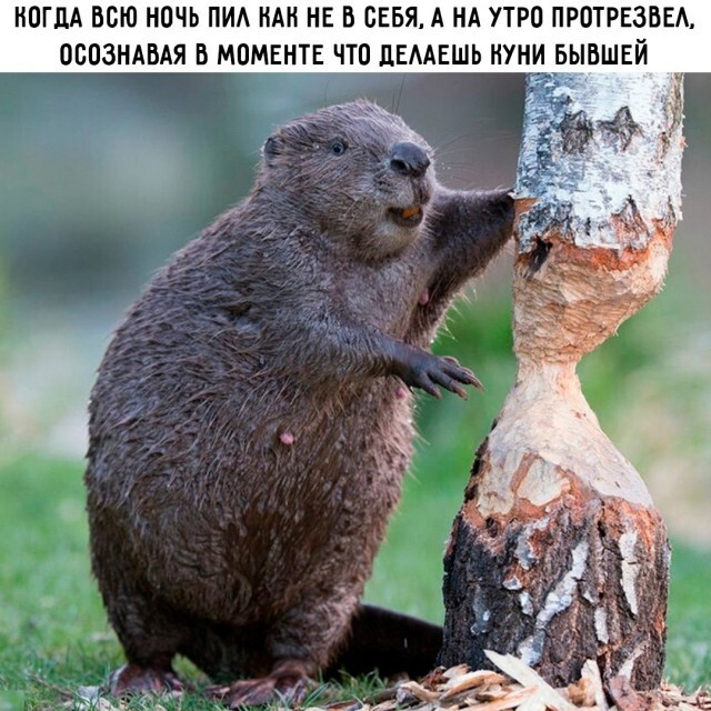Не ищите здесь смысл. Здесь в основном маразм