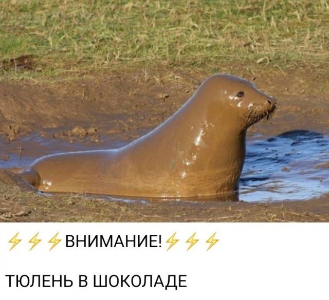 Не ищите здесь смысл. Здесь в основном маразм