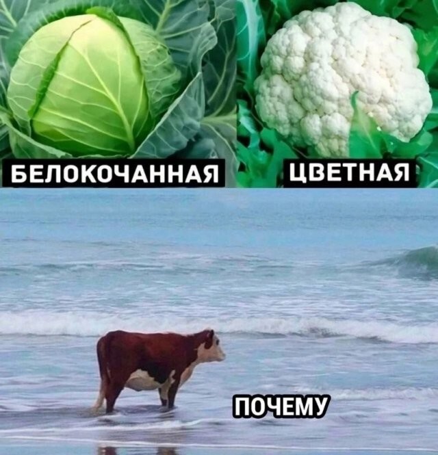 Скрины из соцсетей
