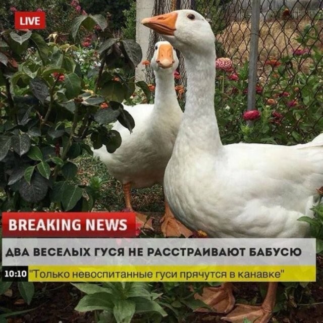 Скрины из соцсетей