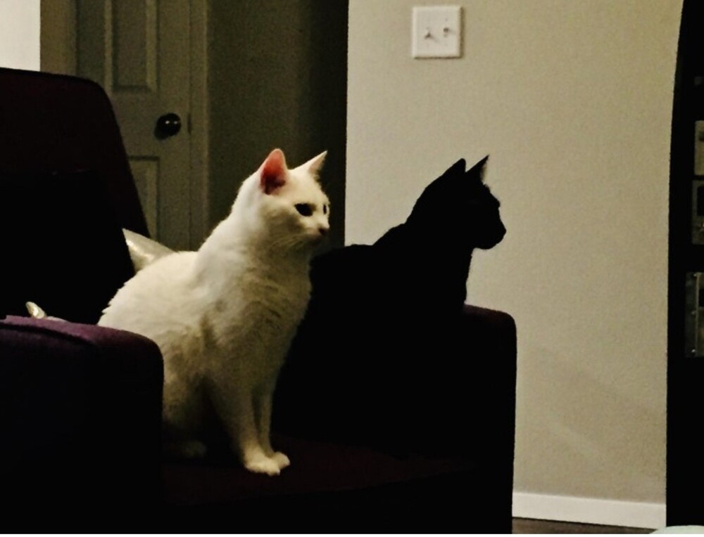 Черный кот — живой кот, а не тень