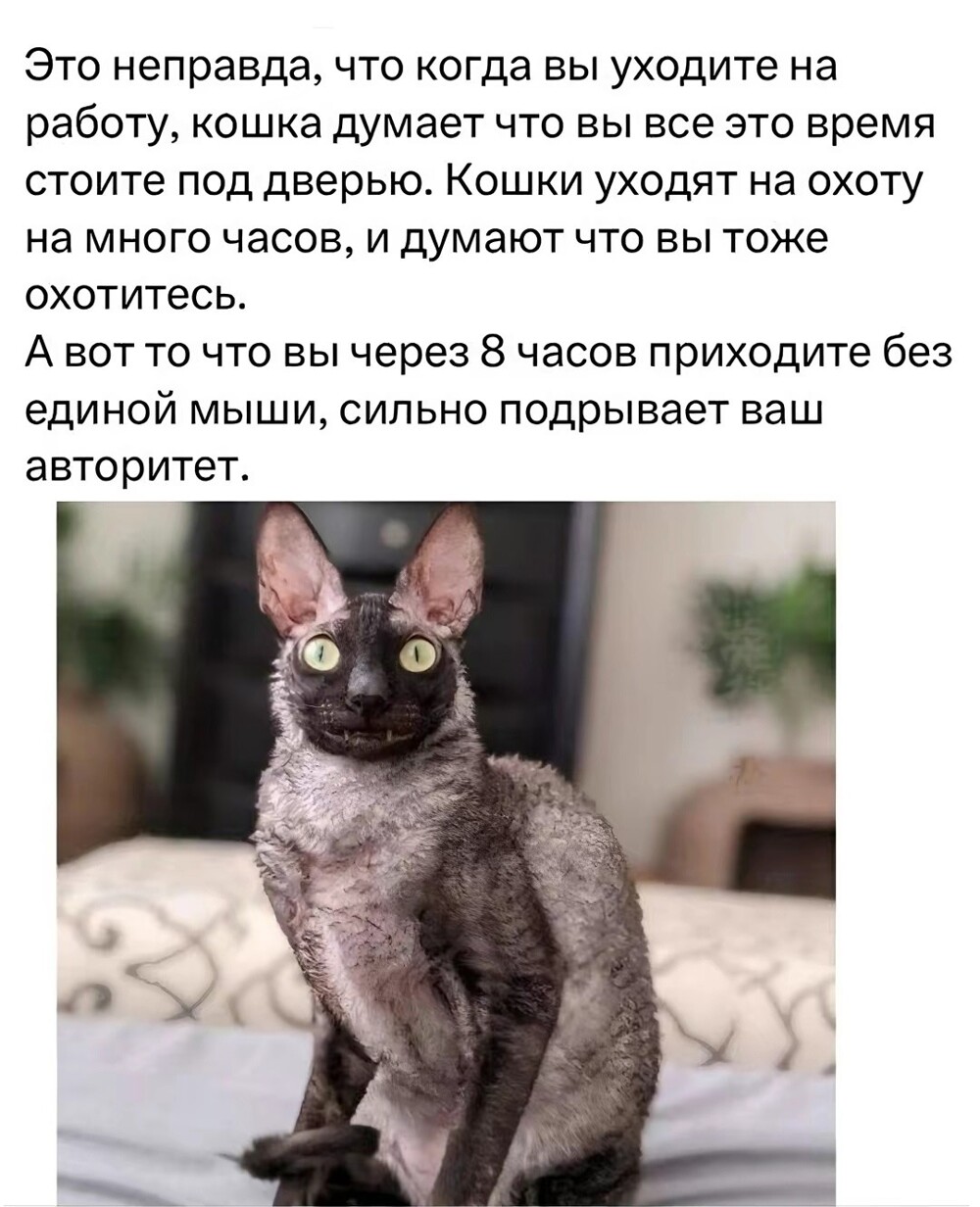 Большая тарелка улыбатора