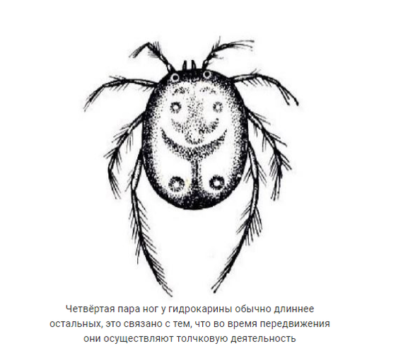 Водяные клещи:  пару фактов о них