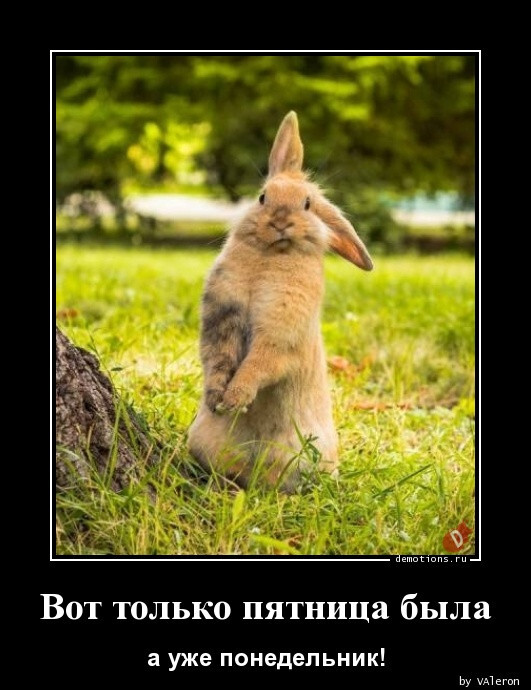 Демотиваторы для всех 