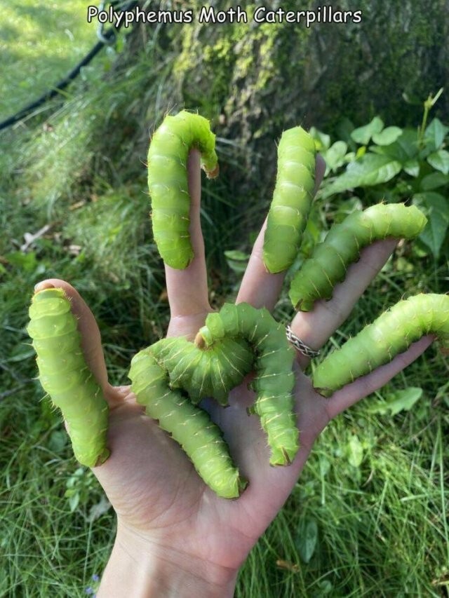 Намешалось