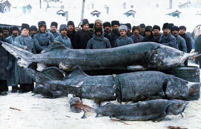 Белуга: 1500 кг — вот нормальный вес этой рыбы!