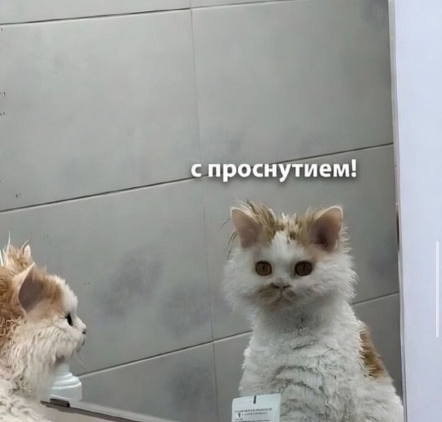Скрины из соцсетей