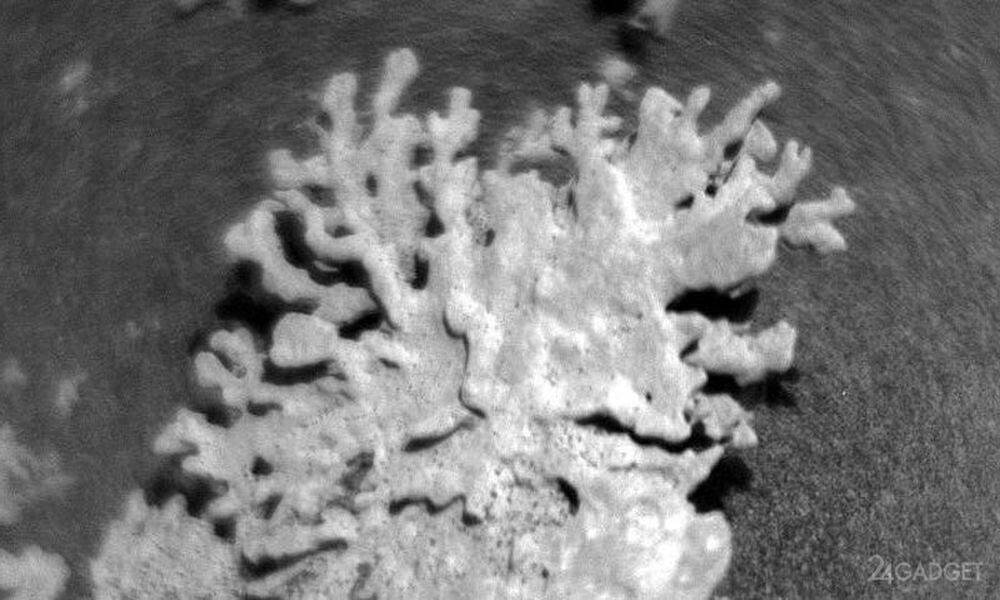 Марсоход NASA Curiosity нашёл на Марсе «коралл» возрастом в несколько миллиардов лет (2 фото)