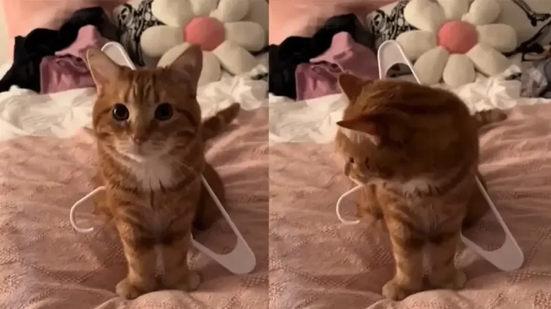 Любопытный кот застрял в вешалке