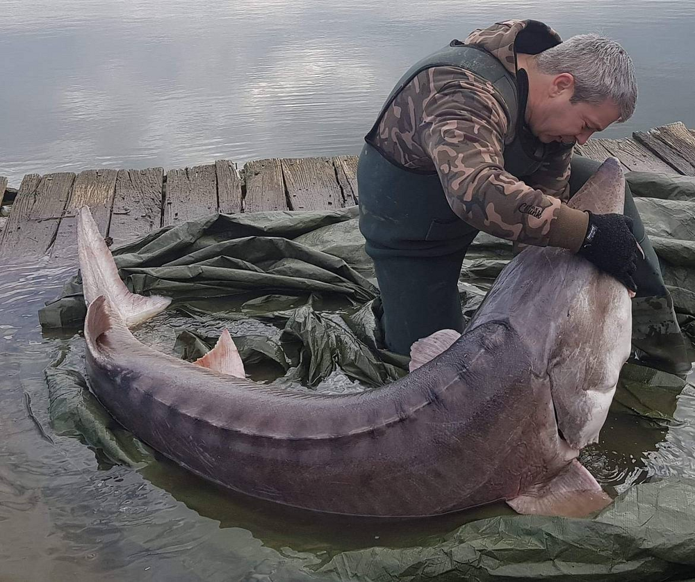Белуга: 1500 кг — вот нормальный вес этой рыбы!