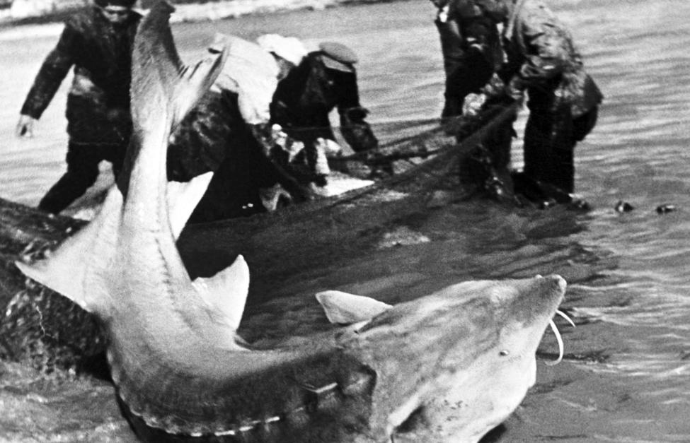 Белуга: 1500 кг — вот нормальный вес этой рыбы!
