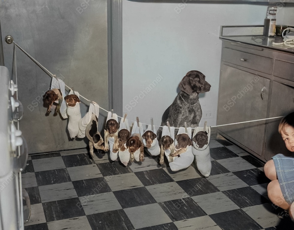 Подборка смешных и забавных фотографий с собаками, которые поднимут настроение