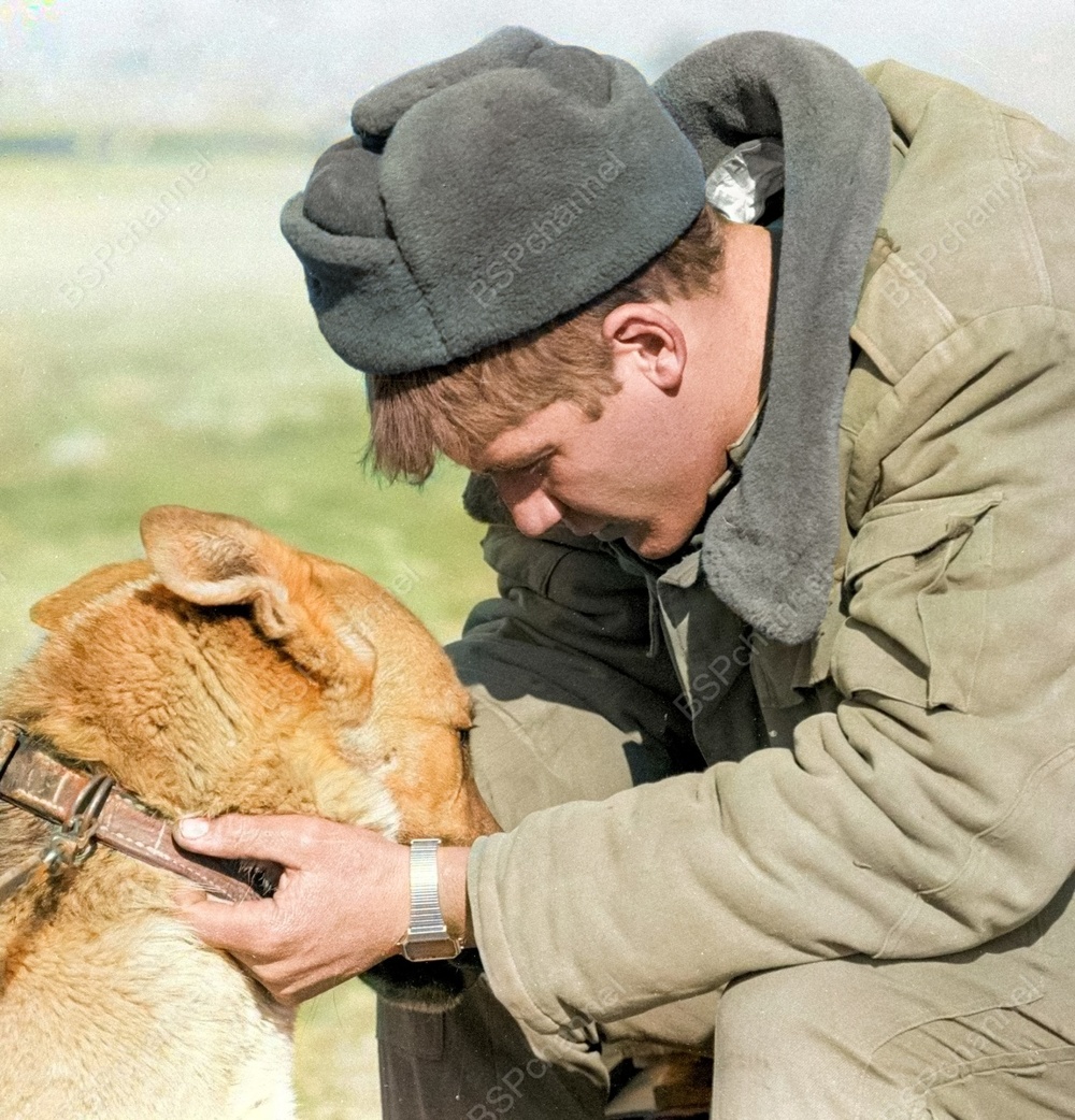 Подборка смешных и забавных фотографий с собаками, которые поднимут настроение