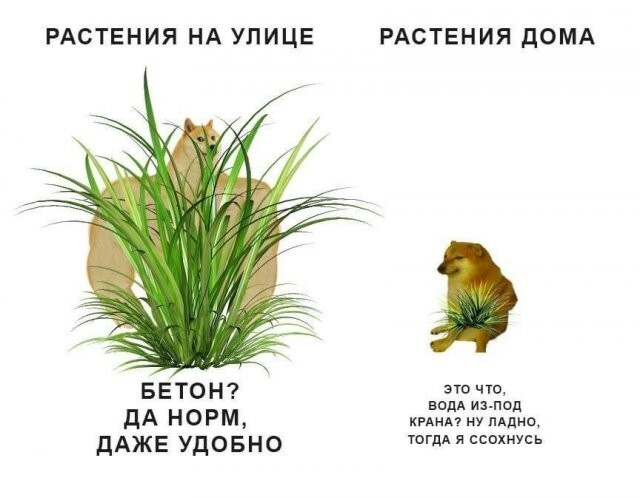 Скрины из соцсетей