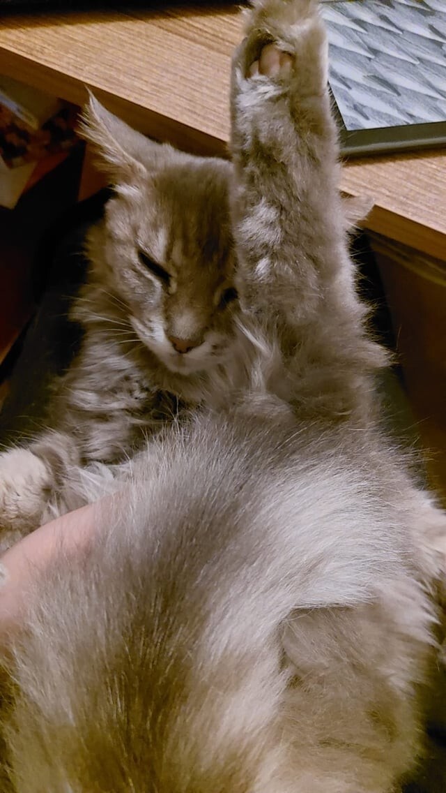 12. Кто самый сладкий котик? Конечно, я!