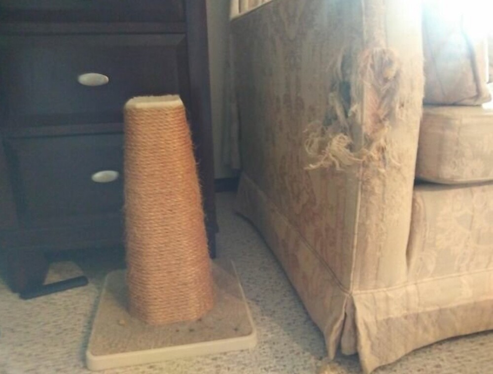 Коты — самые бесячие животные