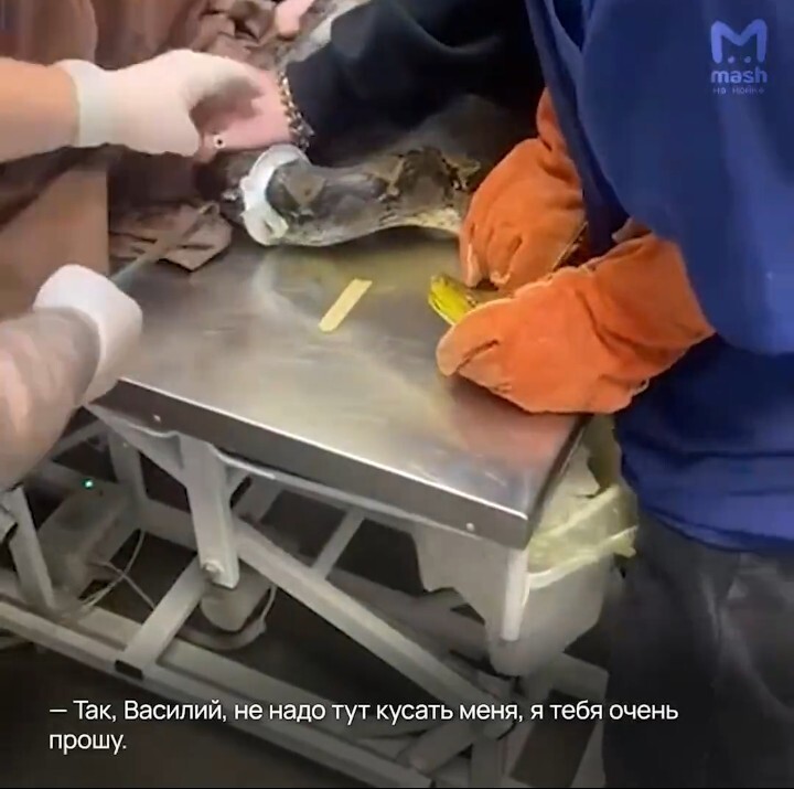 Неудачный побег Василия