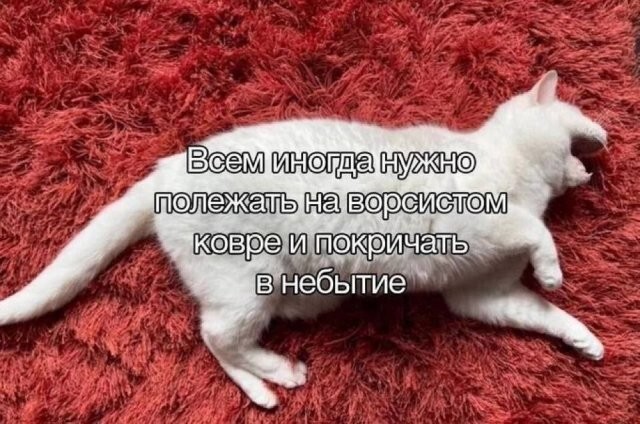 Скрины из соцсетей