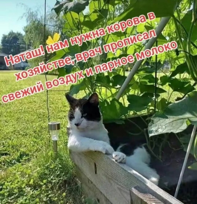 Не ищите здесь смысл. Здесь в основном маразм