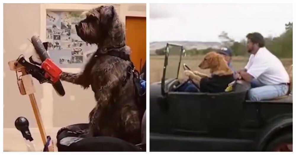 Автошкола для собак