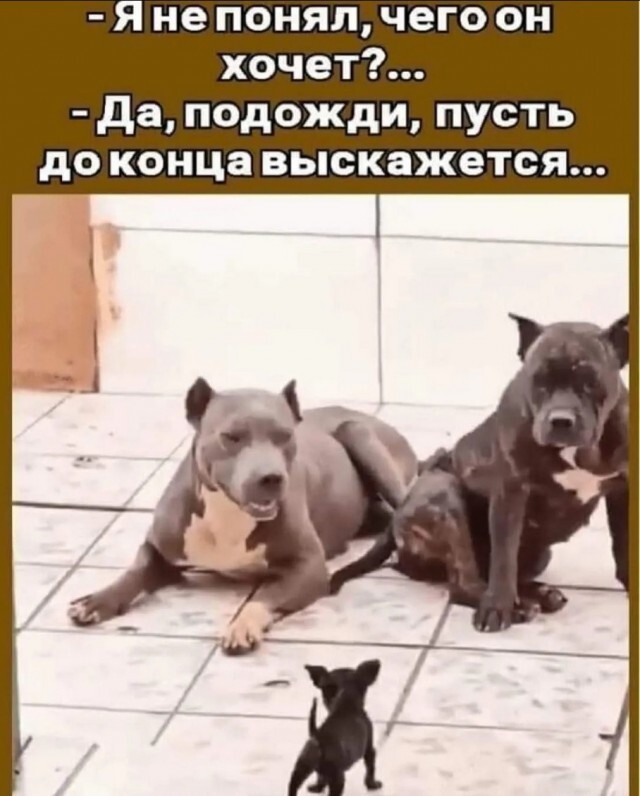 Не ищите здесь смысл. Здесь в основном маразм