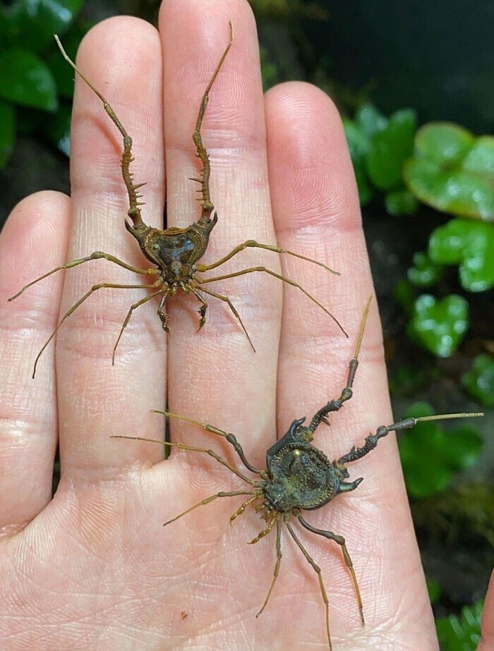 24. Чилийский сенокосец Discocyrtus testudineus