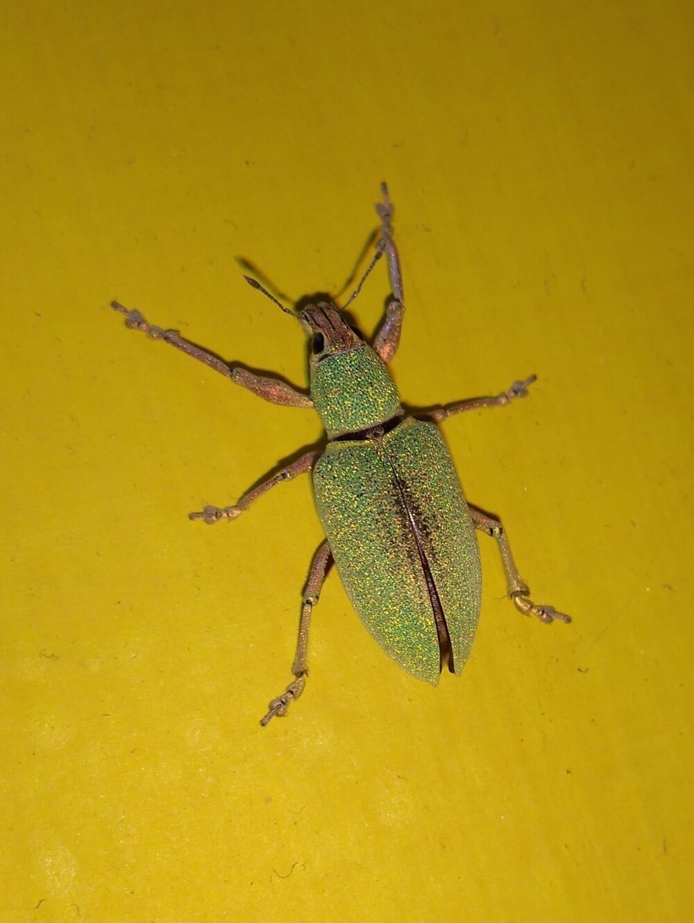 11. Жук-долгоносик  Polydrusus formosus