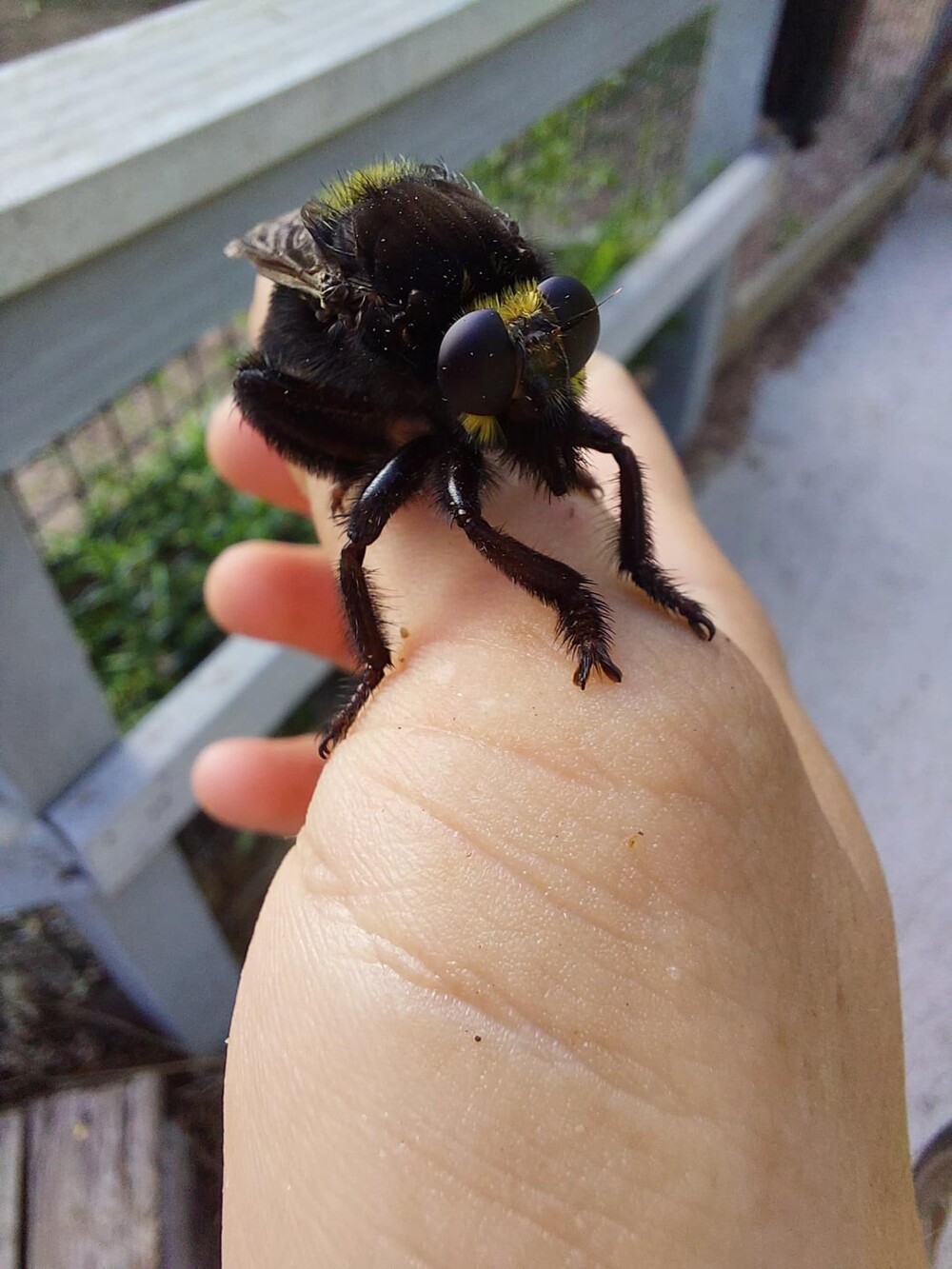 30. Муха Mallophora leschenaulti, Техас, США