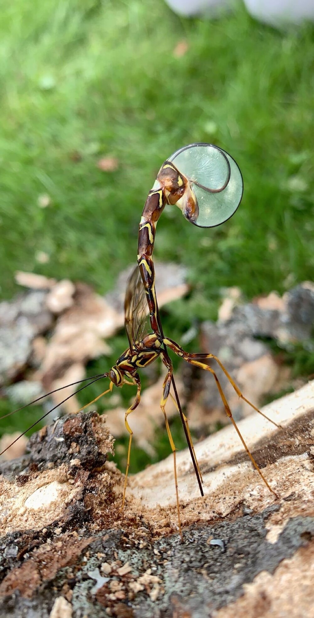 21. Megarhyssa macrurus