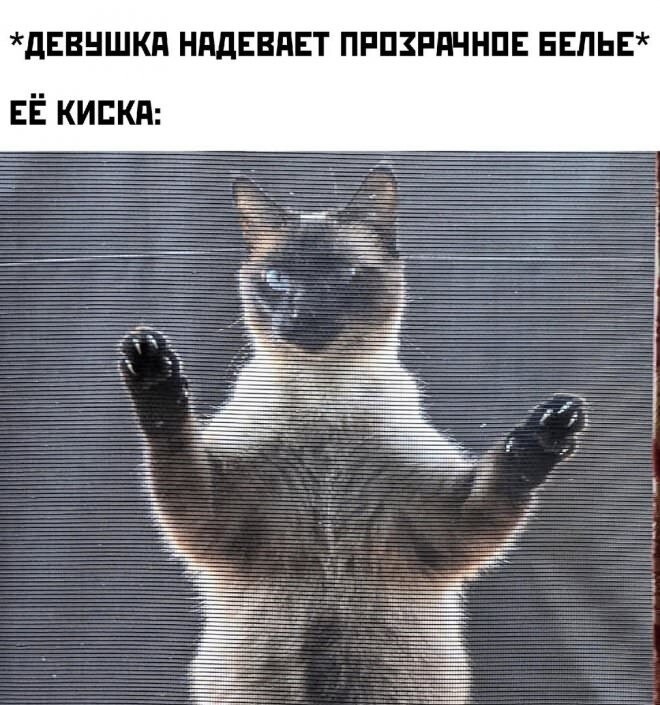 Продолжаем барражировать соцсети